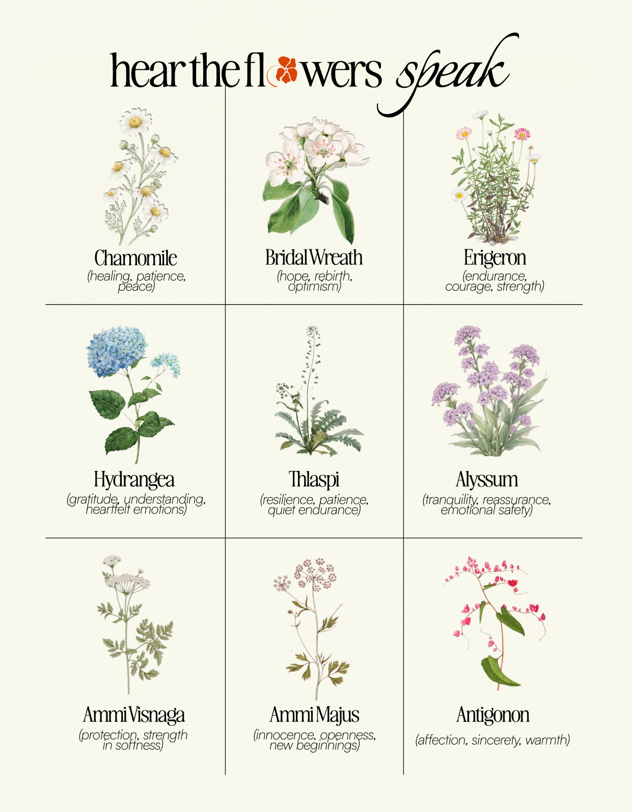 Poster bahasa bunga Merekah dengan sembilan bunga dan maknanya: chamomile, bridal wreath, erigeron, hydrangea, thlaspi, alyssum, ammi visnaga, ammi majus, dan antigonon